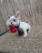 Francia bulldog babák Kek Harlekin Blue Merle