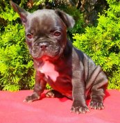 Francia bulldog fajtatiszta jellegű kiskutyák