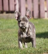 Francia bulldog fiúk!