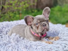 Francia bulldog(jellegű) lilac tan szuka