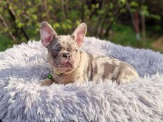 Francia bulldog(jellegű)lilac merle kan