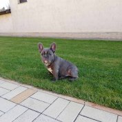 Francia bulldog kiskutya elvihető