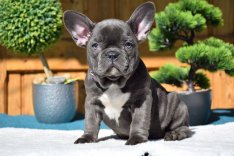 Francia bulldog kislány
