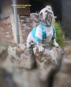 Francia bulldog kölykök