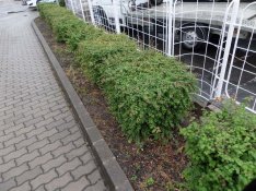 Friss nyugdíjast keres Győrben Autószalon