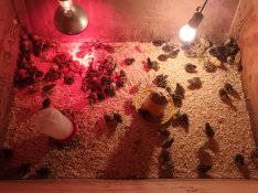 Fürj eladó,napos és előnevelt.