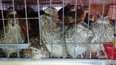Fürj tojó eladó, előjegyezhető ónodi vásárba Március 4