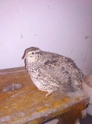 Fürj tojók eladók,előjegyezhető Ónodi vásárba Május 6