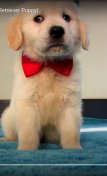 Golden Retriever jellegű ,törzskönyv,származásilap nélküli