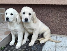 Golden retriever fajtajellegű 10 hetes kiskutya ajándékba ingyen vih