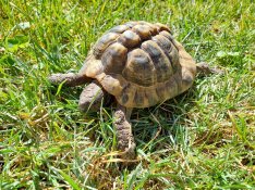 Görög teknős hím 11 éves ivarérett, chippel, Budapesten
