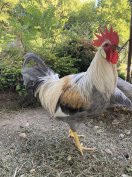 Gyöngyszürke itáliai tojás 