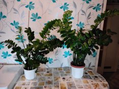 Gyönyörű Agglegénypálma (Zamioculcas zamiifolia)