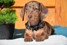 Gyönyörű törpe tacskó kisfiú