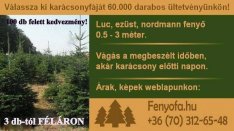 Házhoz fenyő, fenyőfa futár, onine fenyő, karácsonyfa, normand fenyő