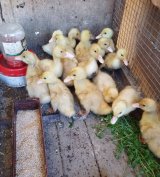 Hetes Hortobágyi kacsák