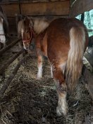 Hidegvérű csődörcsikó eladó 