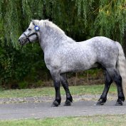 Hidegvérű mén ló !