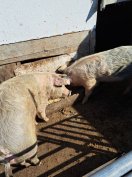 Hízók eladó vidéki hízlalásból