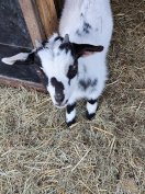 Holland törpe kecske