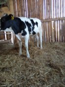 Holstein bika borjú eladó 