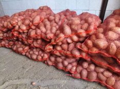 Homoki, tarló Balatoni Rózsa étkezési burgonya