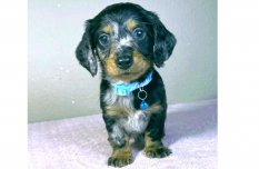 Hosszú szőrű harlekin törpe tacskó fiú