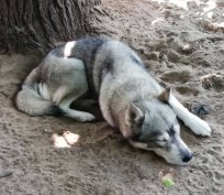 Husky (fajtatiszta jellegű) lánykutya ingyen, ajándékba