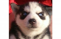 Husky jellegű kiskutyák!