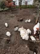 Húsvéti fehér nyúl eladó