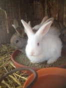 Húsvéti nyúl eladó visszafogadással is. Siófok