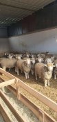 Ile de France juh állomány eladó