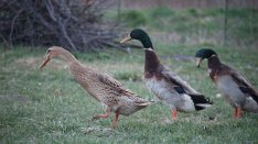 Indiai Futókacsa Csigaevő