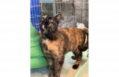 Ingyen cica: Fogadd örökbe a bújós Pinky cicát