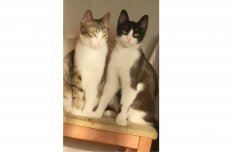 Ingyen cica: Milky, Neo, Loki, gazdit keres