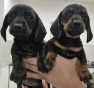 Ingyen elvihető 8hetes  törpe tacskó jellegű kisfiú és kislány