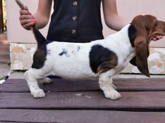 Ingyen elvihető Basset hound fajtatiszta jellegű kiskutyák