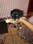 Ingyen elvihető Mini yorki fajtatiszta jellegű kiskutya