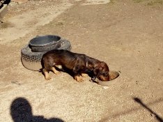 Ingyen elvihető egy szálkás szőrű tacskó jellegű kan kutya.