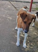 Ingyen elvihető foxi