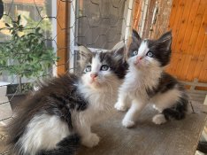 Ingyen elvihető maine coon jajta jellegű kisfiu kiscicák