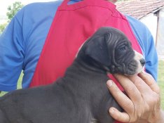 Ingyen elvihető német dog fajtajellgű kölykök