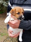 Jack russel terrier kiskutyák eladók