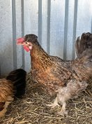 Japán csalad eladó!