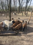 Kameruni bárányok eladók