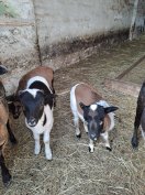 Kameruni juh eladó!