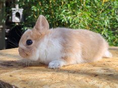 Kanálfülű színes törpenyúl