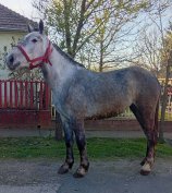 Kanca csikó eladó vagy cserélhető