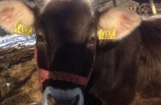 Kárpáti Borzderes Üsző