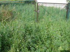 Kaszálás Győr gazvágás, fűnyírás, fűnyíró, Győrtől 30 km-ig parlagfű